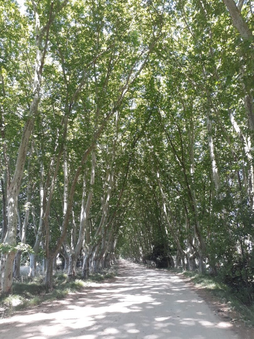 Meditación: la compañera de nuestro viaje interior